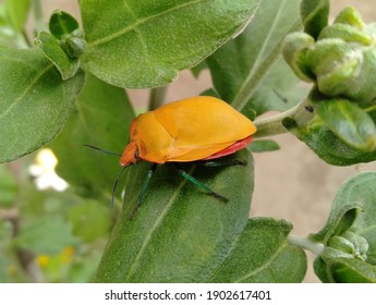 A Yellow Harlequin Bug (Pentatomoidea)