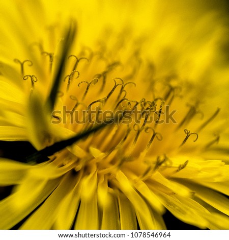 Similar – Spring meadow with blooming dandelion and lush green grass in the sunshine