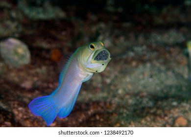 fish with eggs in mouth