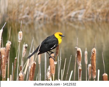 Yellow Headed Blackbird