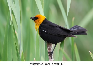 Yellow Headed Blackbird