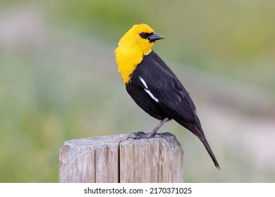 yellow headed blackbird at Richmond BC Canada - Shutterstock ID 2170371025