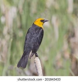 Yellow Headed Blackbird Watching, Choteau, Montana