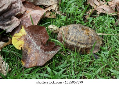 Yellow Headed Tortoise (Indotestudo Elongata) From Jhapa District Of Eastern Nepal.