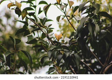 Yellow Heart Leaf In Trees