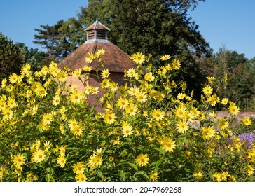 Yellow Helianthus flowers at Eastcote House historic walled garden in the Borough of Hillingdon, London, UK. Dovecote in the distance.