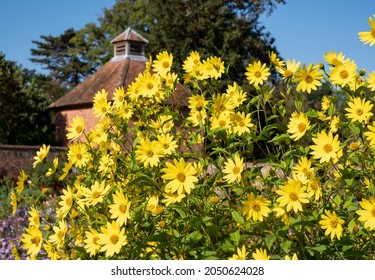 Yellow Helianthus flowers at Eastcote House historic walled garden in the Borough of Hillingdon, London, UK. Dovecote in the distance.