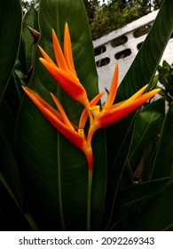 Yellow Heliconia Psittacorum ( Bird Of Paradise) Flowers Blossom Blooming With Blurred Green Leaf Background For Stock Photo. Houseplant, Spring Floral, Closeup, Pattern, Tropical, Sunlight