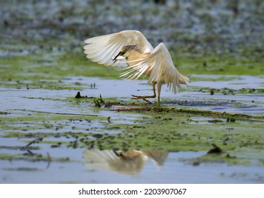 Yellow Heron Fishing In A Swamp