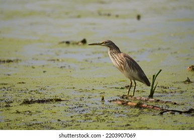 Yellow Heron Fishing In A Swamp