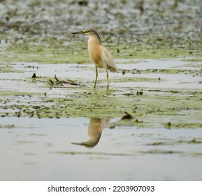 Yellow Heron Fishing In A Swamp