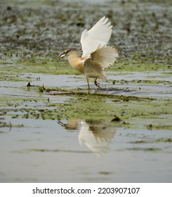 Yellow Heron Fishing In A Swamp