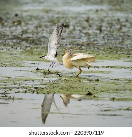 Yellow Heron Fishing In A Swamp