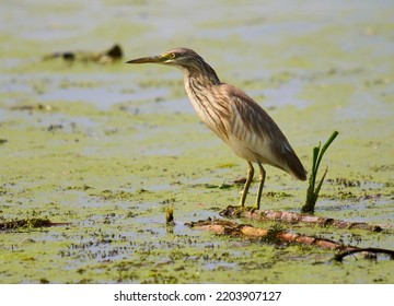 Yellow Heron Fishing In A Swamp