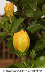Yellow hibiscus bud. - Shutterstock ID 274559570