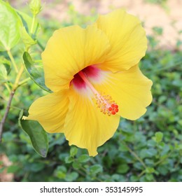 A Yellow Hibiscus Flower