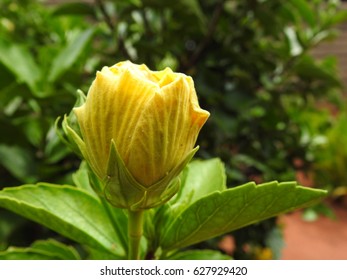 Yellow hibiscus flower. - Shutterstock ID 627929420
