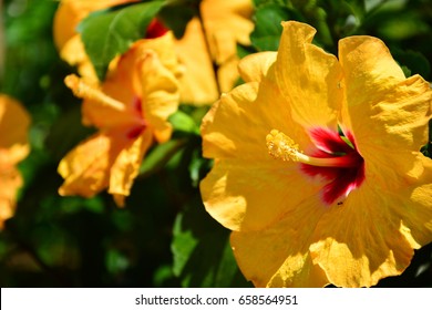 Yellow Hibiscus Flower.
