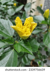 Yellow hibiscus flower found in the streets of Ho Chi Minh city - Shutterstock ID 2339756639