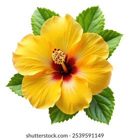 Yellow Hibiscus flower in the garden.