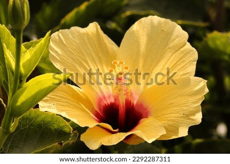 Yellow hibiscus flower in the garden with green leaves background

