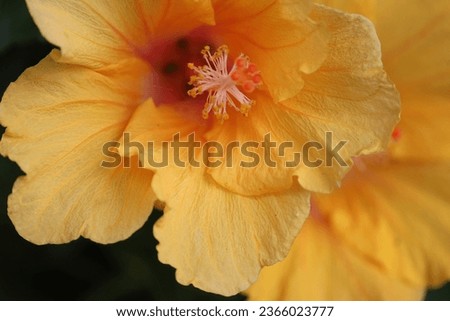 Yellow hibiscus flower (Hibiscus rosa-sinensis)