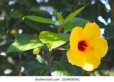 Yellow Hibiscus flower in the tropical garden, known as Chinese hibiscus, China rose.