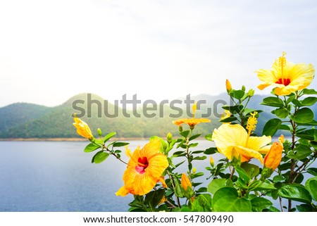 yellow Hibiscus Flowers for background, Space for text.