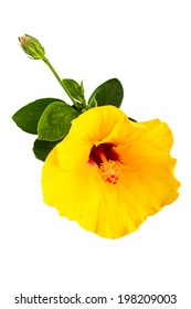 Yellow Hibiscus Isolated On White Background