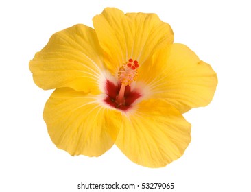 Yellow Hibiscus Isolated On White