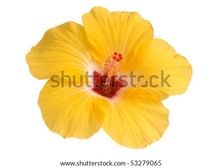 yellow hibiscus isolated on white