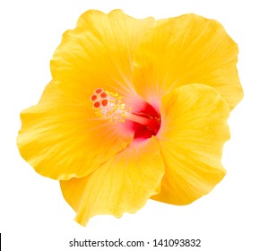 Yellow Hibiscus On White Background