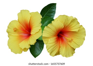 Yellow Hibiscus On White Background With Path