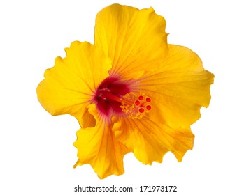 Yellow Hibiscus On White Background