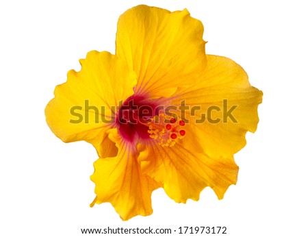 Yellow hibiscus on white background