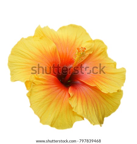Yellow hibiscus on white background with path