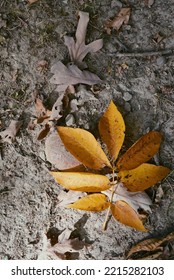 Yellow Hickory Tree Leaves On Dirty Ground In Autumn