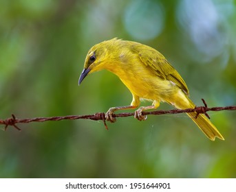 Yellow Honey-eater Perched On A Barbed Wire Fence, Weipa, Cape York. Queensland