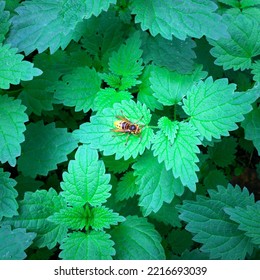 Yellow Hornet Insect On Green Leaves