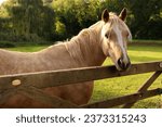 Yellow horse in Exmoor National Park