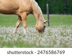 Yellow horse with white mane in the green pasture with dandelions.