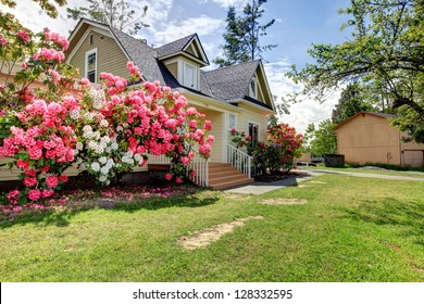 Yellow House Exterior With Spring Blooming Rhododendron