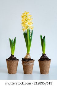 Yellow Hyacinth Flower In A Peat Pot On A White Background Table. Three Potted Plants. Spring Time