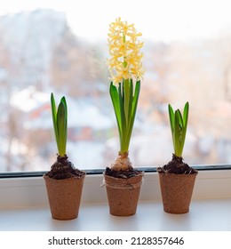 Yellow Hyacinth Flower In A Peat Pot On The Windowsill. Three Potted Plants. Spring Time