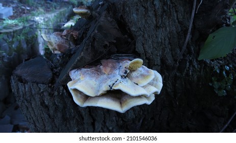 Yellow Hydnoid Polypore Mushroom Growing On Tree Trunk