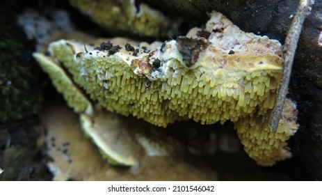 Yellow Hydnoid Polypore Mushroom Growing On Tree Trunk