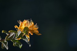 YELLOW HYPERICUM FLOWER ON A BRANCH WITH GREEN LEAVES
