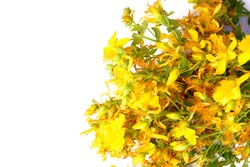 Yellow Hypericum Flowers Isolated On White Background With Copy Space. Сard With Herbs.
