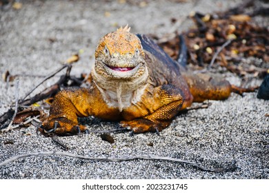 Yellow Iguana Terrestre On Sand On Galápagos Islands