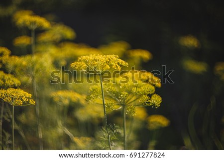 Similar – Yellow wildflowers on a riverbank in the evening light